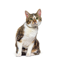 Mixed-breed cat dog isolated on white