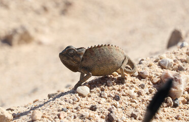 Caméléon - Namibie