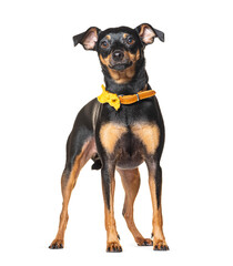 Miniature Pinscher dog wearing a yellow collar dog