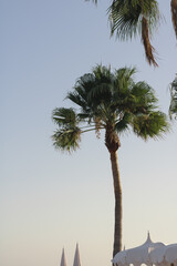 Fototapeta premium Slender palm tree agaisnt blue sky on the beach. Aesthetic summer vacation background.