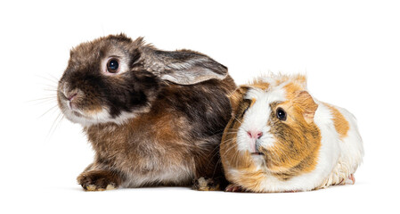Rabbit and guinea pig together isolated on white