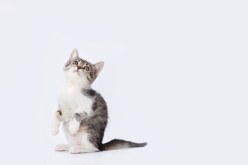 Small grey Kitten stands on its hind legs against a white background. Copy space for text. Pet shop. Close up portrait of a cute kitten. Tiny Kitten looks up. Pet care concept. World pet day. Banner. 