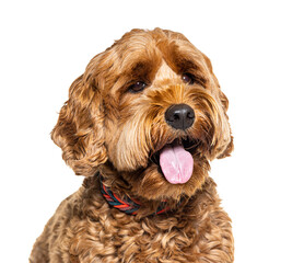Crossbreed dog, mix with a cocker, panting isolated on white