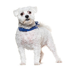 Maltese wearing a blue harness, isolated on white