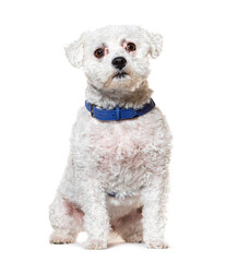 Maltese wearing a blue harness, isolated on white