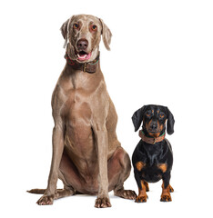 Two dogs sitting together,  Weimaraner and Dachshund, isolated on white