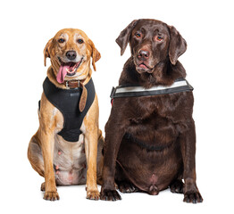 Old labrador retriever wearing an harness, isolated on white