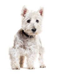 West Highland Terrier wearing a ccollar, isolated on white