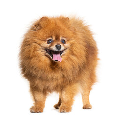 Obraz premium Panting Keeshond isolated on white