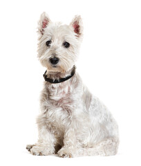 West Highland Terrier wearing a ccollar, isolated on white