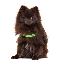 Brown Pomeranian wearing a green collar, isolated on white