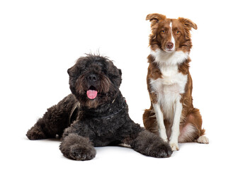 border collie and Bouvier des Flandres together, isolated on white
