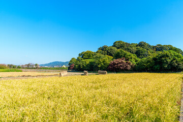 Fototapeta premium 【奈良県】桜井市 箸墓古墳 (2023/11/01 撮影)