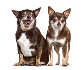 two chihuahua together, isolated on white