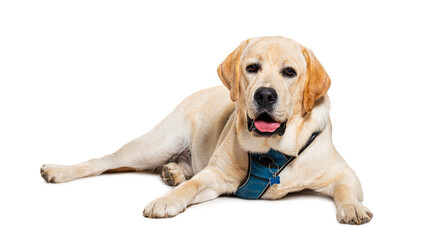 Labrador Retriever wearing with harness, isolated on white