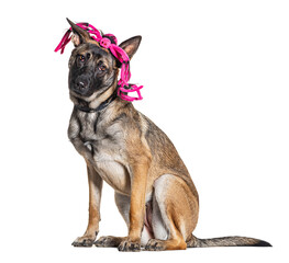 Malinois wearing collar, isolated on white