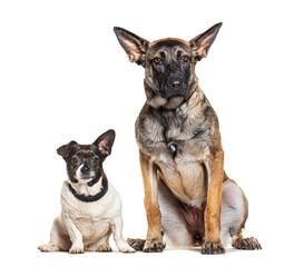 Obraz premium Malinois and Bastard-dog wearing collar, isolated on white