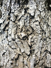 日を浴びる朽木の白い樹皮
