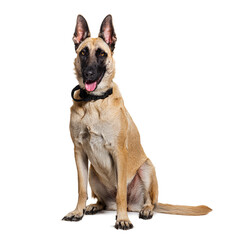 brown Batard dog wearing a collar, isolated on white