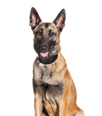 Malinois wearing a collar, isolated on white