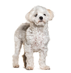 Maltese dog, isolated on white
