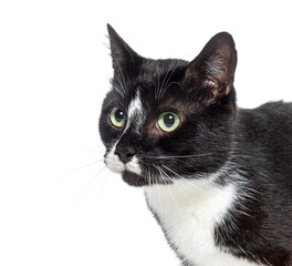 head shot of a Black and white Crossbreed cat, isolated on white