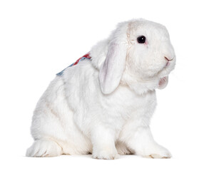 Dwarf lop Rabbit wearing a harness, isolated on white