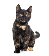 tortoiseshell Crossbreed cat, isolated on white