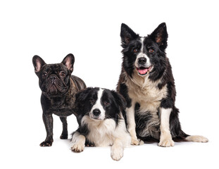 Border collie dogs and a french bulldog
