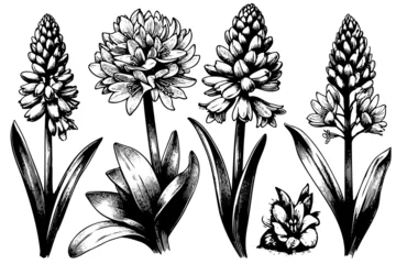 Fotobehang drawing hyacinth flower sketch black and white art hand drawn set © Екатерина Переславце