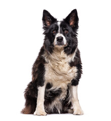 Old Border collie dog, isolated on white