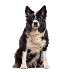 Fototapeta premium Old Border collie dog, isolated on white