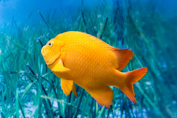 Garibaldi fish against a background of water and algae