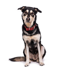 Mongrel dog wearing a red collar, isolated on white