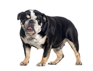 Obraz premium side view of a standing English bulldog, Isolated on white