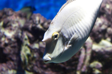 Bluespine unicornfish (Naso unicornis), also known as the short-nose unicornfish.