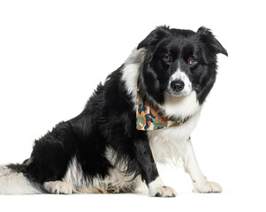 Border collie, isolated on white
