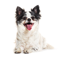 Old dog looking happy and smiling, Isolated on white