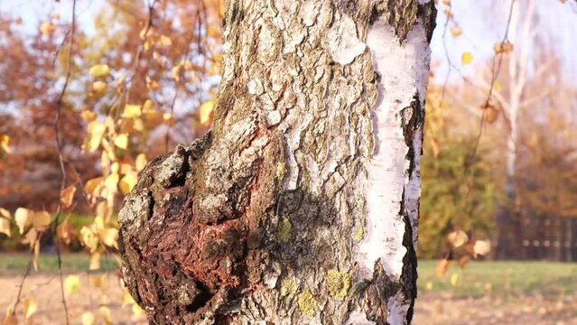 Chaga mushroom or Inonotus obliquus, close-up. Autumn day. Birch tree mushroom parasitizes on trunk of tree. Charcoal-like Black mass, birch canker polypore.