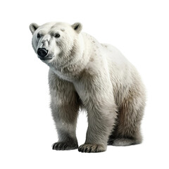 Arctic animal hyper detailed very hight quality isolated  AI generated illustration