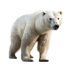 Arctic animal hyper detailed very hight quality isolated  AI generated illustration