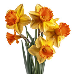 Daffodils hyper detailed very hight quality isolated  AI generated illustration