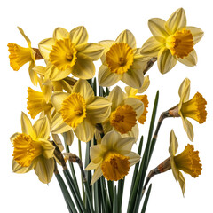 Daffodils hyper detailed very hight quality isolated  AI generated illustration