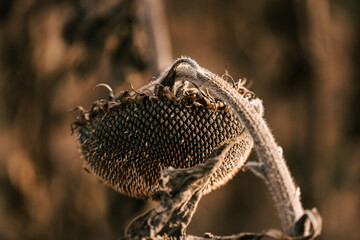 ripe sunflower