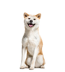 Panting Akita Inu dog sitting, isolated on white