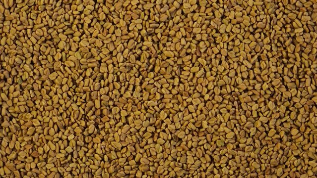 Fenugreek Seeds, close-up. Methi Dana, top view. Shambhala or helba seeds is traditional Indian seasoning and ingredient Ayurvedic food. Trigonella foenum-graecum used in culinary and medicine.