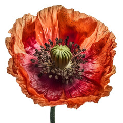 Poppy hyper detailed very hight quality isolated background  AI generated illustration