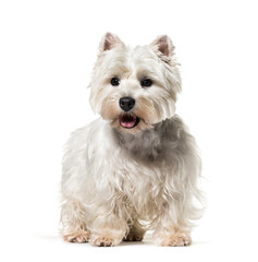 standing West Highland White Terrier dog, isolated on white