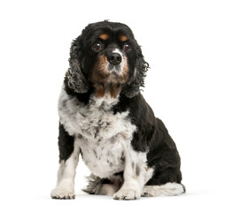 Cavalier King Charles dog, sitting, isolated