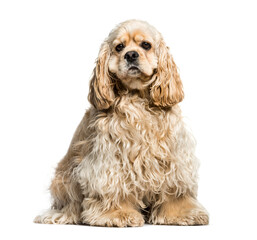 Beige American Cocker Spaniel dog, sitting, isolated